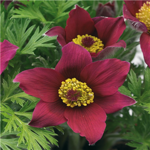 Pulsatilla Vulgaris 'Pinwheel Dark Red'